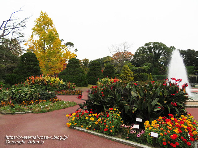 19.11.241 京都府立植物園  (141)