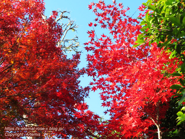 19.11.23.7 妙心寺 退蔵院  (89)