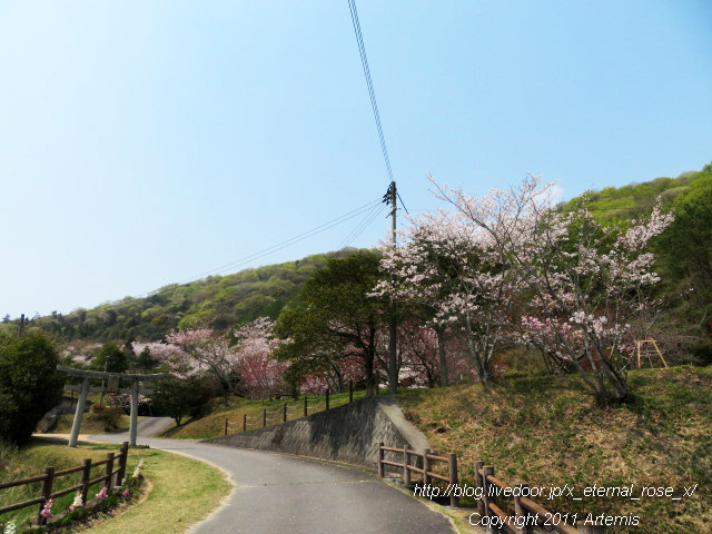 20.4.8 宗堂桜  (7)