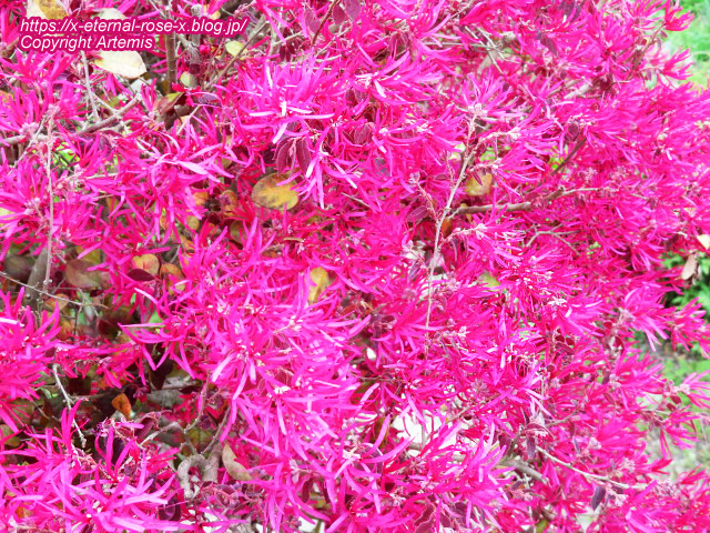 23.4.5 宗堂桜  (184)