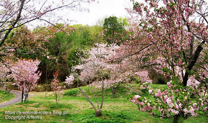 23.4.5 宗堂桜 (56)