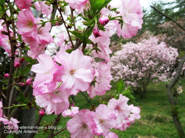 23.4.5 宗堂桜 (37)