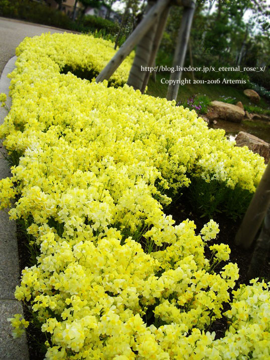 27 おかやま花だより  (59)