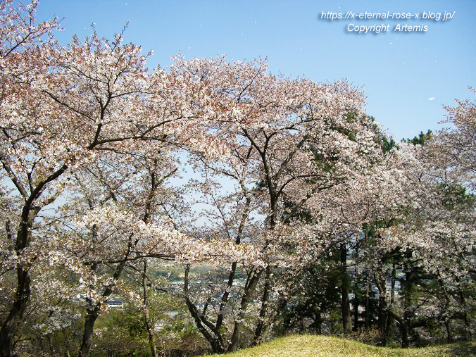 11.4.14.1 半田山植物園  (72)