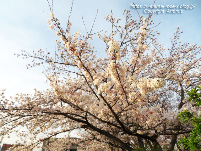 22.3.30.7 八条ケ池 長岡天満宮  (6)