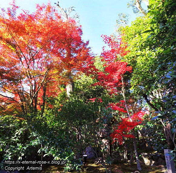 19.11.23.7 妙心寺 退蔵院  (103)