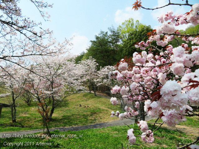 20.4.8 宗堂桜 (38)