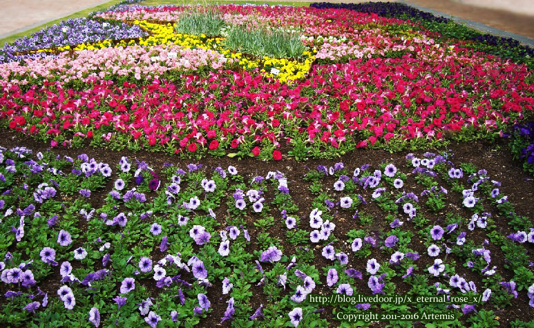 27 おかやま花だより  (55)