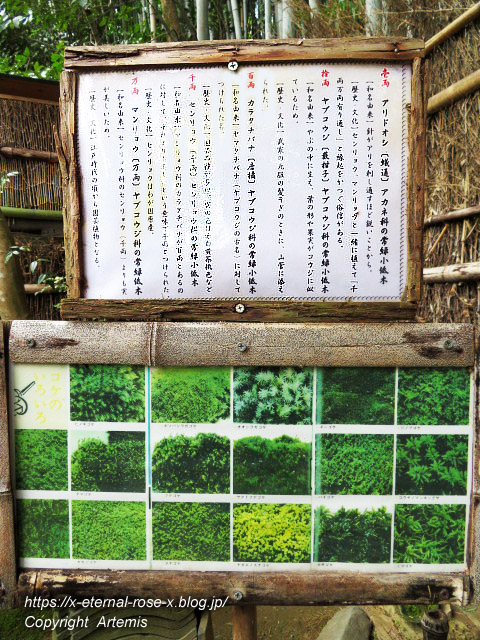 20.3.19.9 祇王寺  (28)