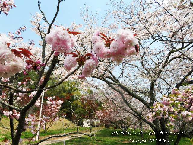 20.4.8 宗堂桜 (33)