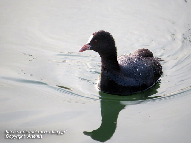 22.3.30.7 八条ケ池 長岡天満宮  (33)