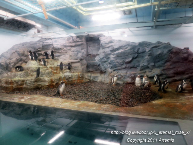 18.11.22.18 旭山動物園  (10)