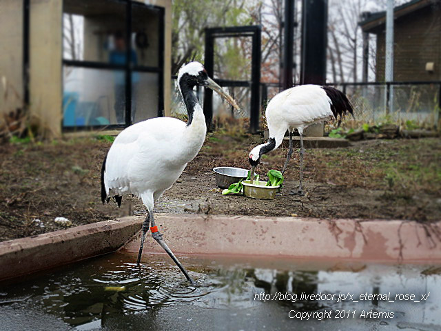 18.11.22.8 丹頂  (37)