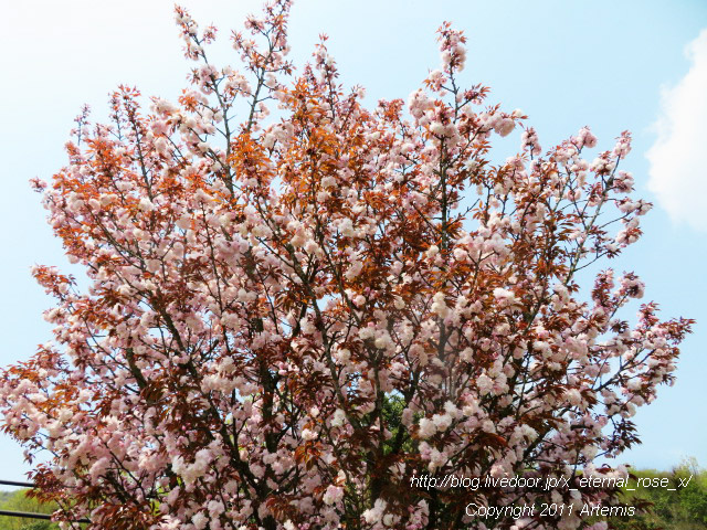 20.4.8 宗堂桜  (4)