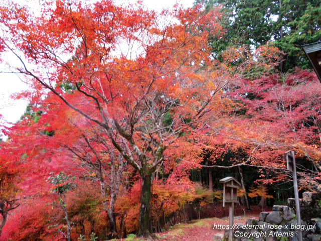 19.11.27 高雄 神護寺  (117)