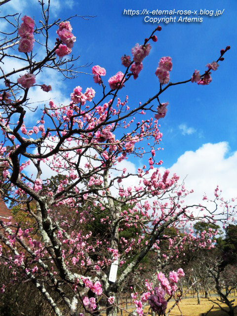 23.3.2.3 長岡公園 梅園 (10)