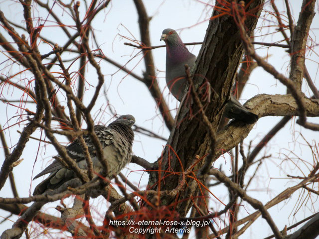 22.3.30.7 八条ケ池 長岡天満宮  (23)