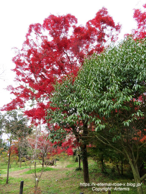 19.11.241 京都府立植物園 (63)