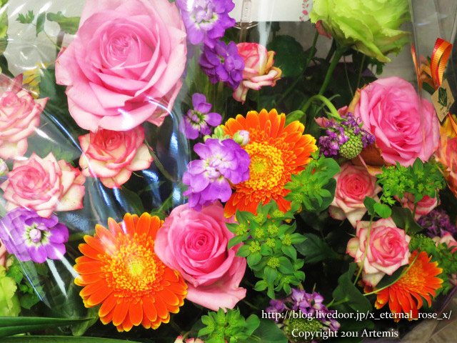 18.1.16ヤキガシミニョン  (35)