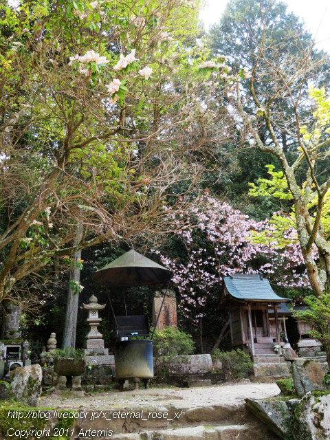 20.4.8.1 素盞嗚神社  宗堂桜 (7)