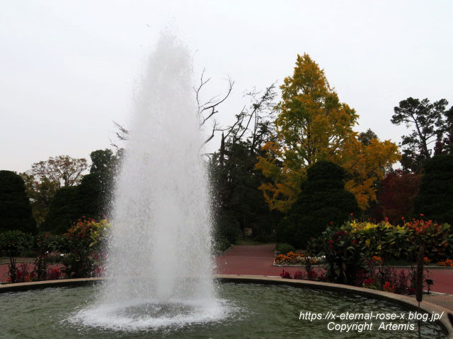 19.11.241 京都府立植物園 (151)