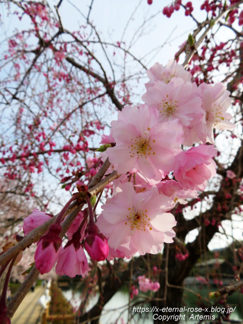 22.3.30 長岡天満宮 八条ケ池 (1)