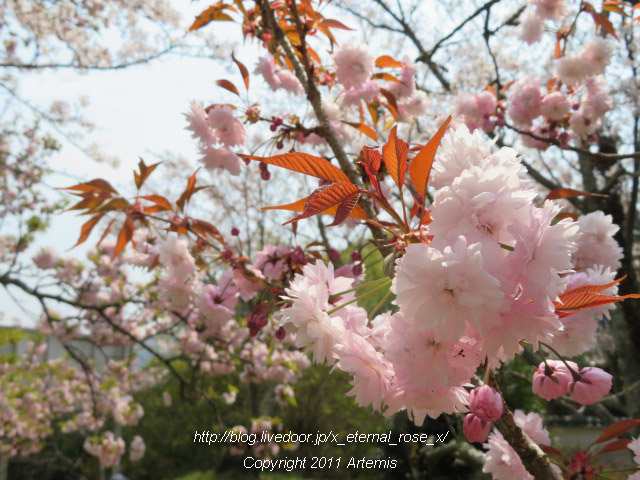 20.4.8 宗堂桜 (32)