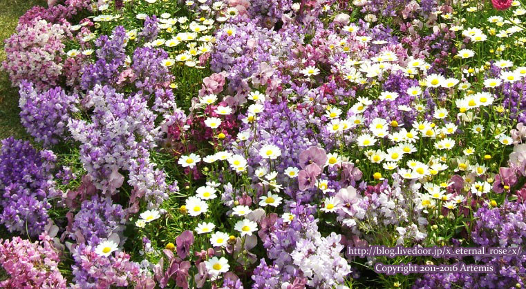 27 おかやま花だより  (15)