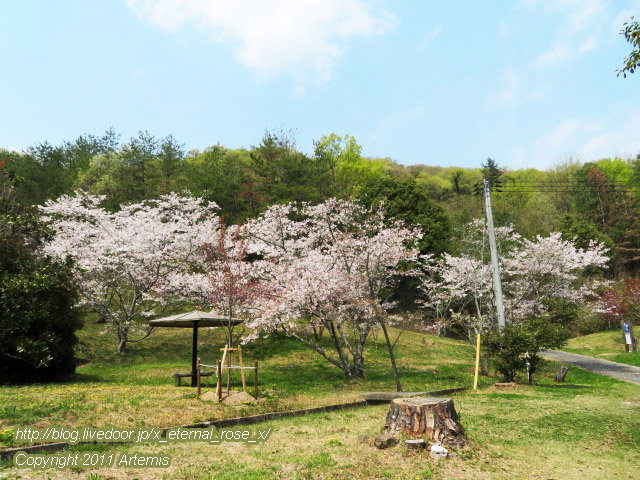 20.4.8 宗堂桜 (24)