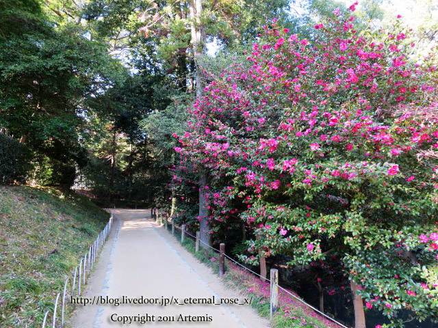 19.1.1.1 後楽園  (52)