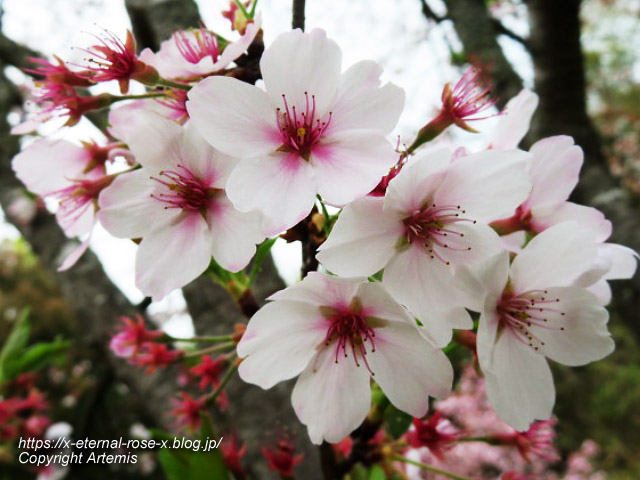 23.4.5 宗堂桜 (103)