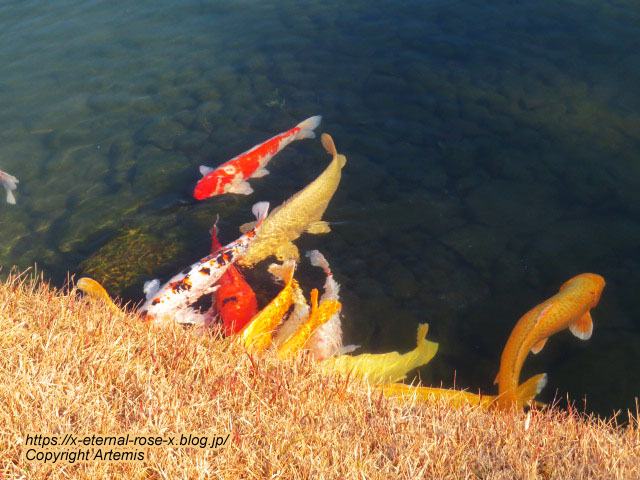 23.1.1 岡山後楽園  (104)