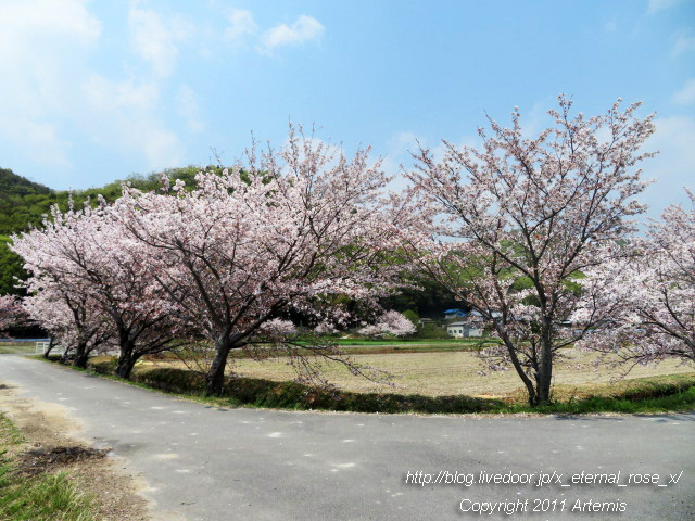 20.4.8.3 瀬戸町大内 桜  (9)