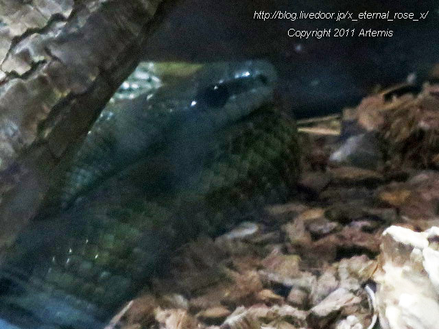 18.11.22.9 旭山動物園 両生類は虫類舎 (16)