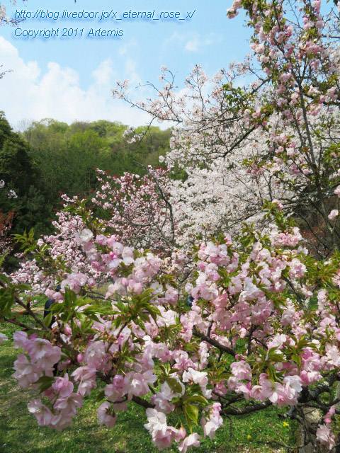 20.4.8 宗堂桜 (53)