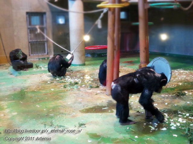 18.11.22.12 旭山動物園  (9)