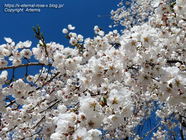 22.4.1.3 円山公園 (109)