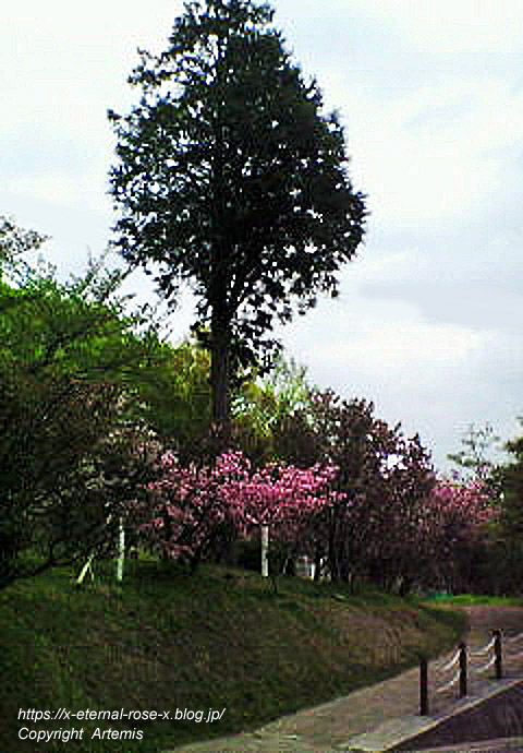 11.4.27 宗堂桜  (15)