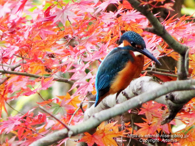 19.11.241 京都府立植物園 (43)