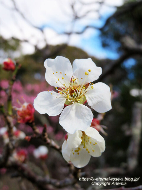 23.3.2.3 長岡公園 梅園 (25)