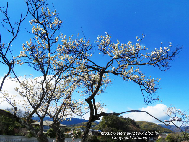23.3.2.4 長岡天満宮 (21)