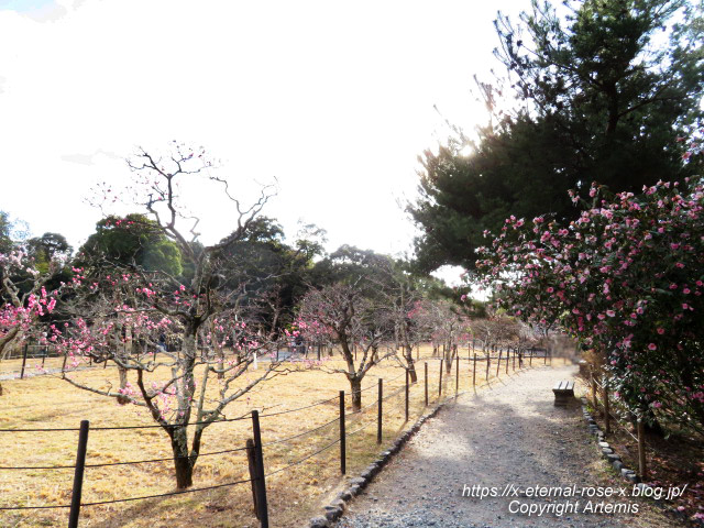 23.3.3. 長岡公園梅園