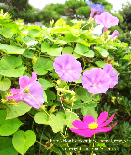 18 沖田神社  (2)
