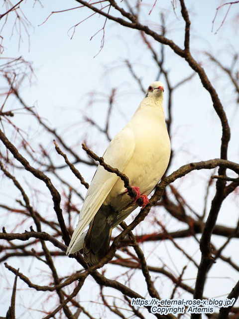 22.3.30.7 八条ケ池 長岡天満宮  (38)