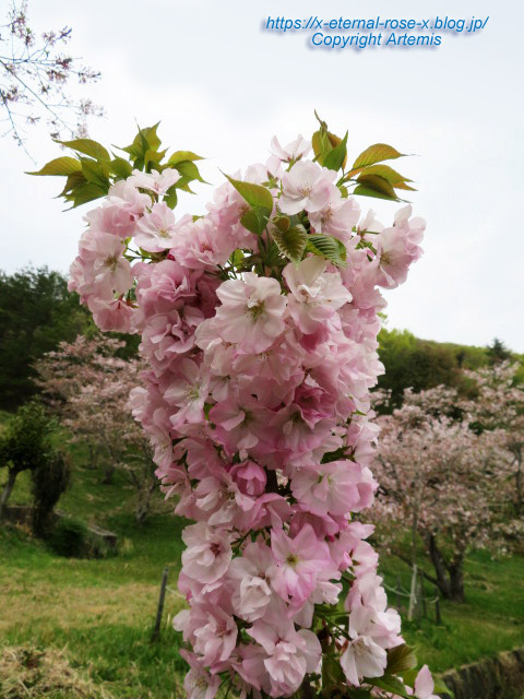 23.4.5 宗堂桜 (23)