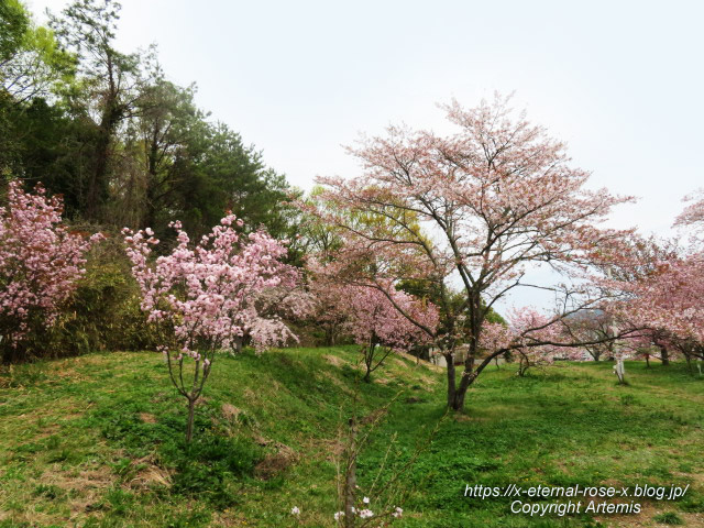 23.4.5 宗堂桜 (31)
