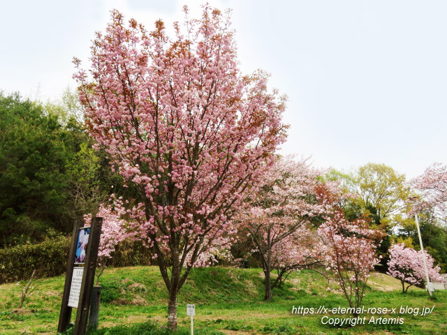 23.4.5 宗堂桜 (35)