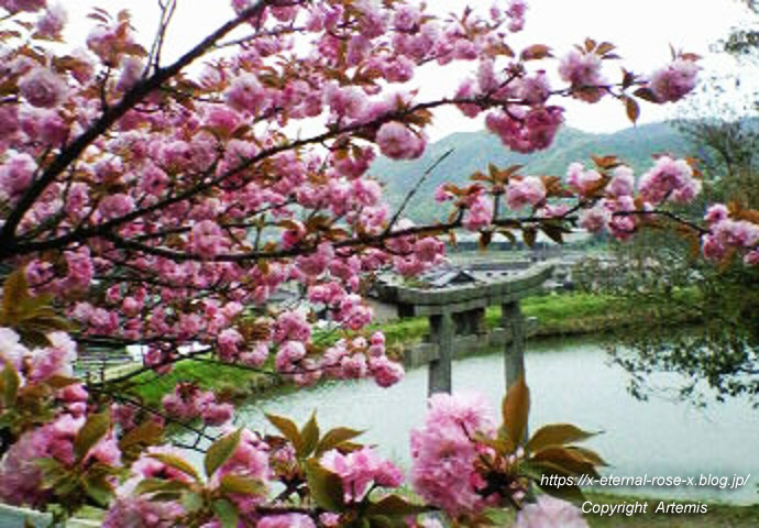 11.4.27 宗堂桜  (4)