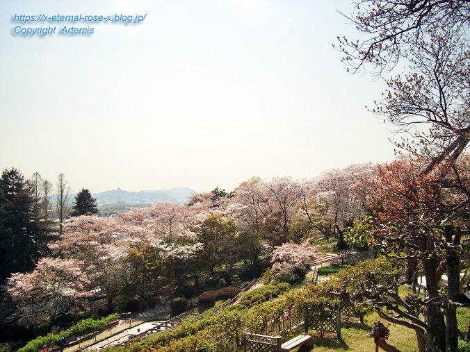 11.4.14.1 半田山植物園  (135)