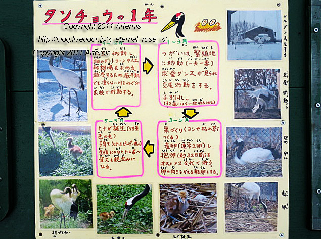 18.11.22.8 丹頂  (38)